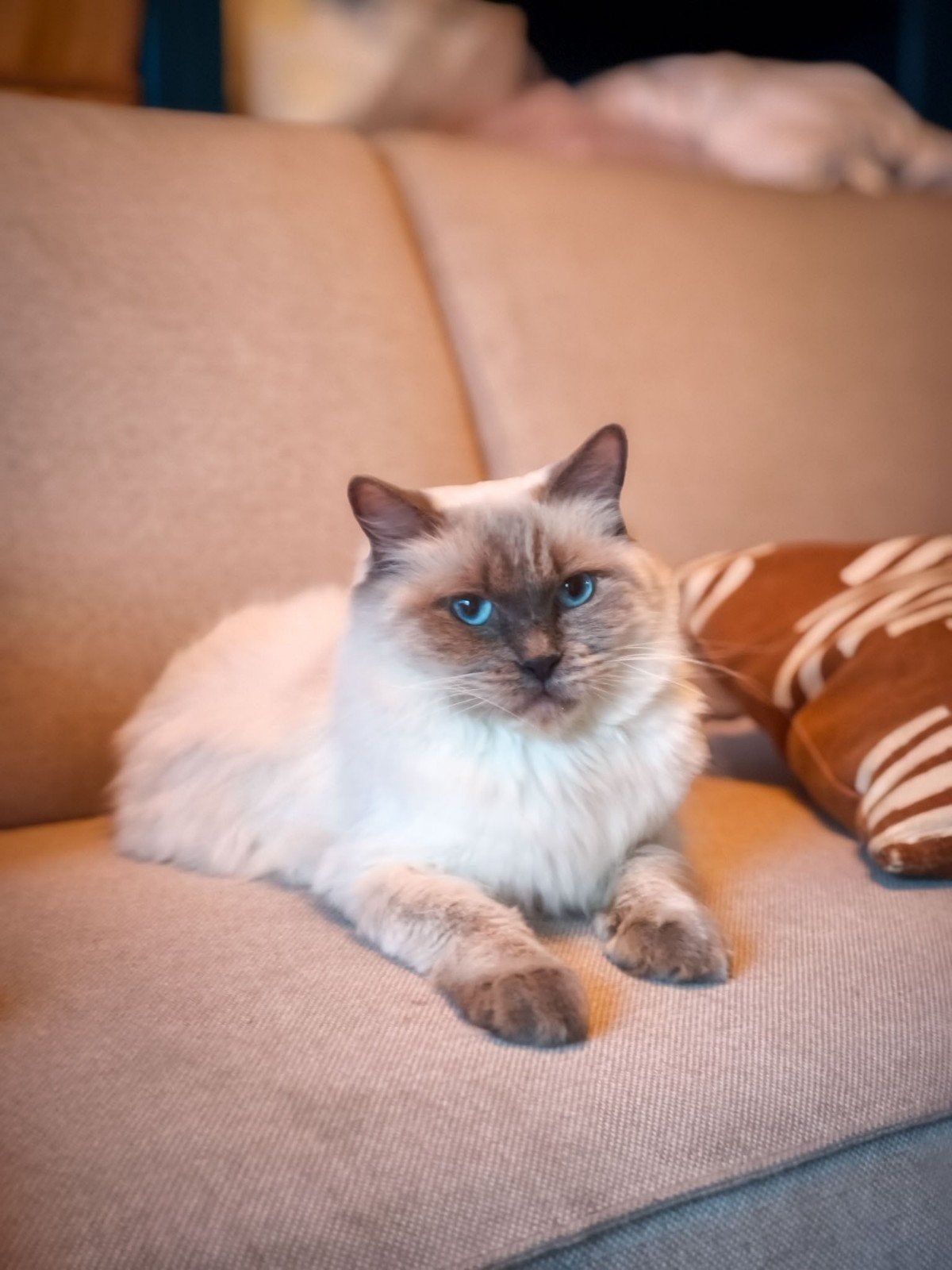 Raszuivere Blue Point Ragdoll met een stamboom, Poes, Met stamboom, 3 tot 5 jaar