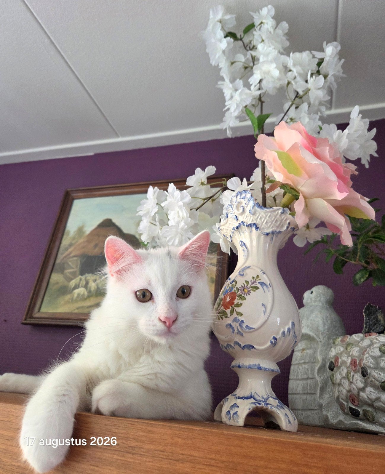 Ragdoll kitten/ Siamees & of Poes, Dieren en Toebehoren, Katten en Kittens | Raskatten | Langhaar