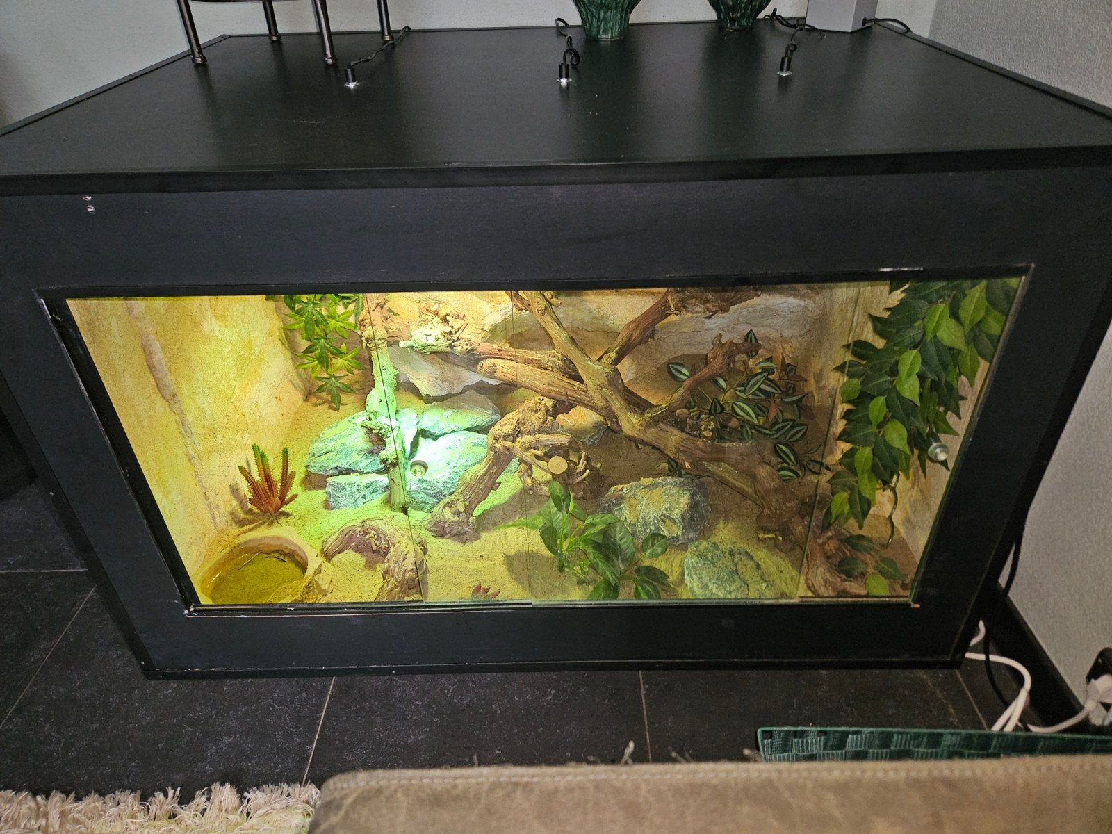 acanthures (stekelstaart varanus met terrarium, Dieren en Toebehoren, Ophalen, Zo goed als nieuw