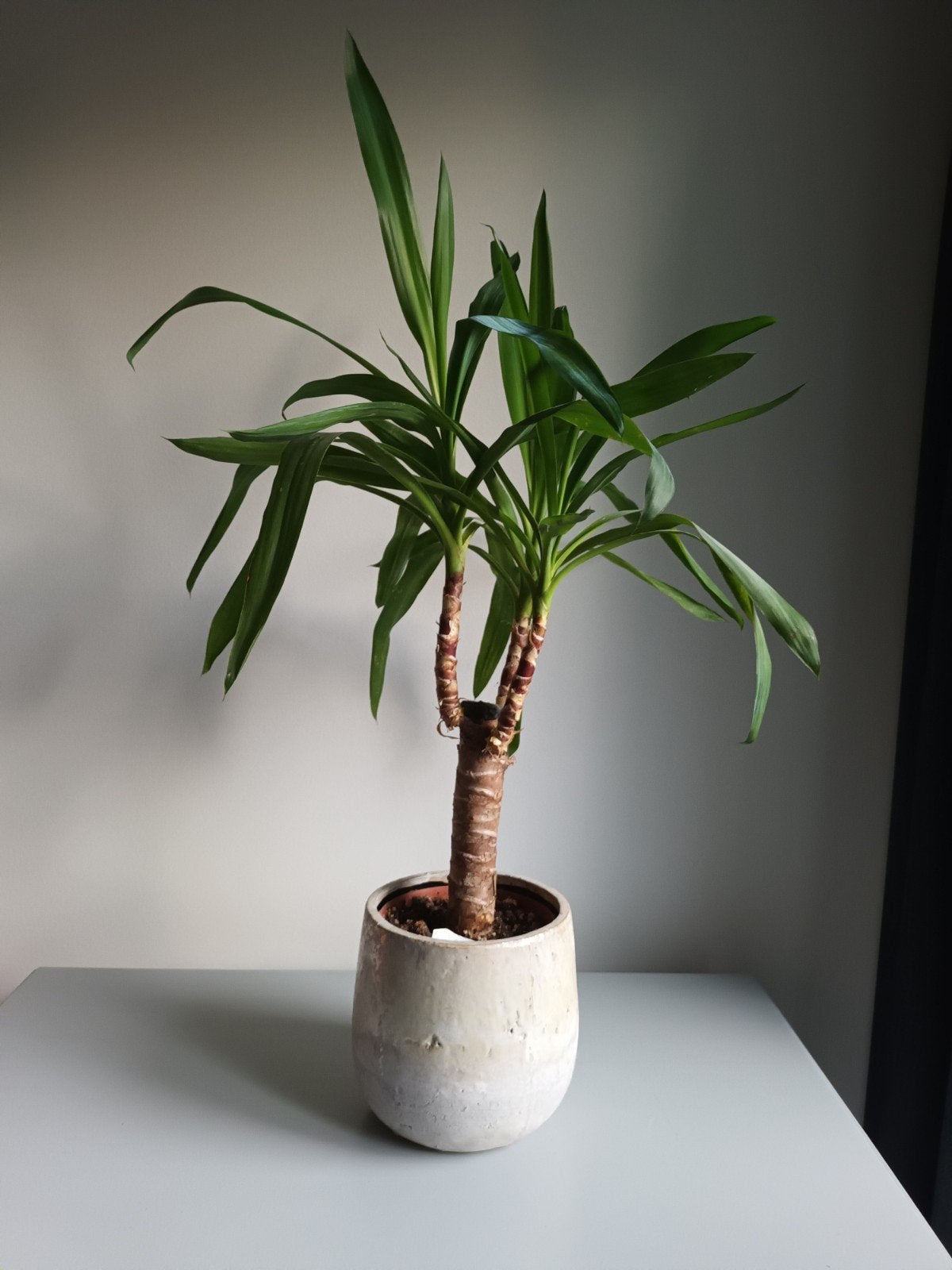 Yucca plant groene kamerplant groen in binnenpot ong 80cm, Ophalen, Halfschaduw, Minder dan 100 cm, Yucca