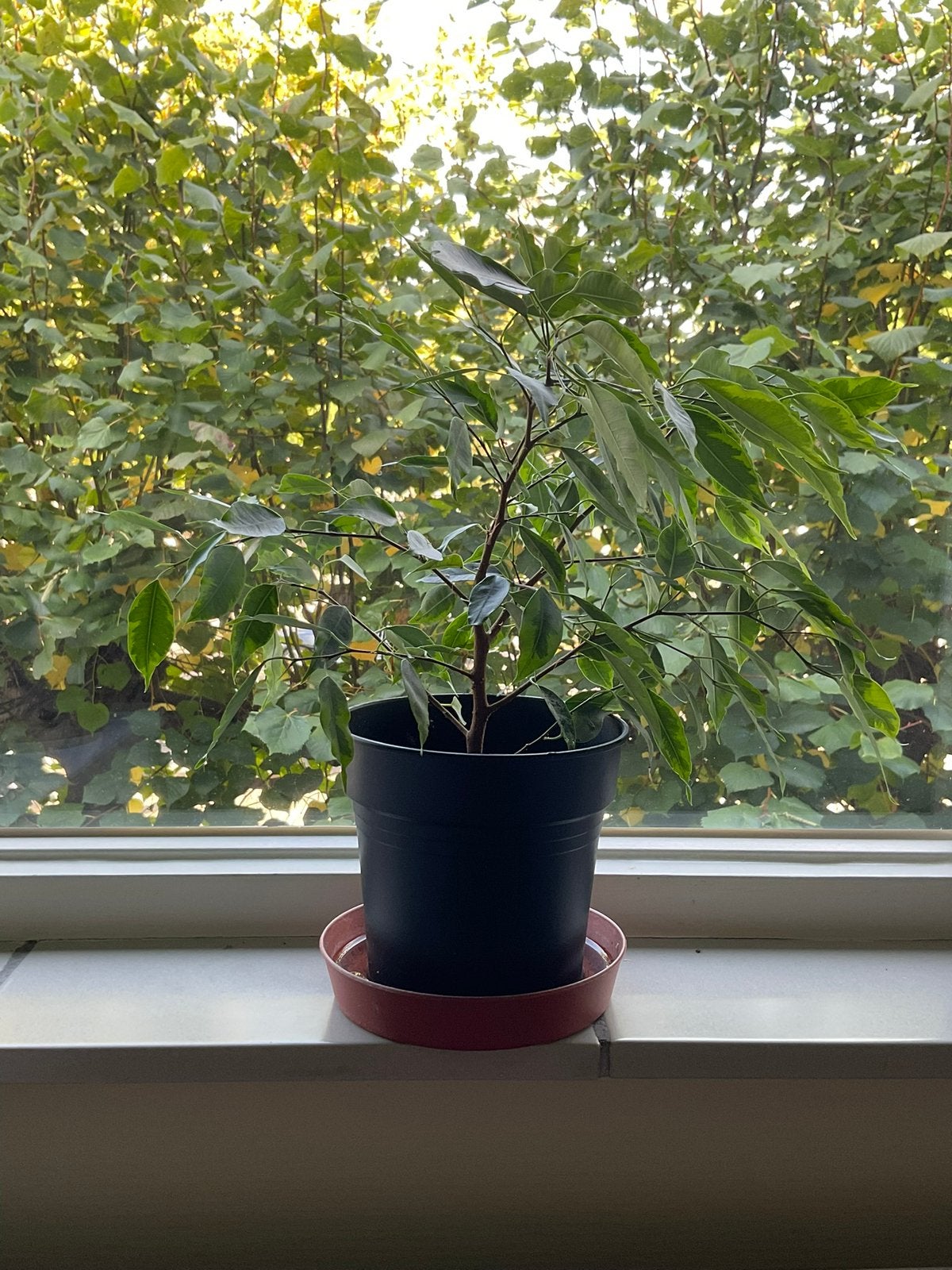 Ficus Benjamins, Ophalen, Ficus, Minder dan 100 cm, Volle zon