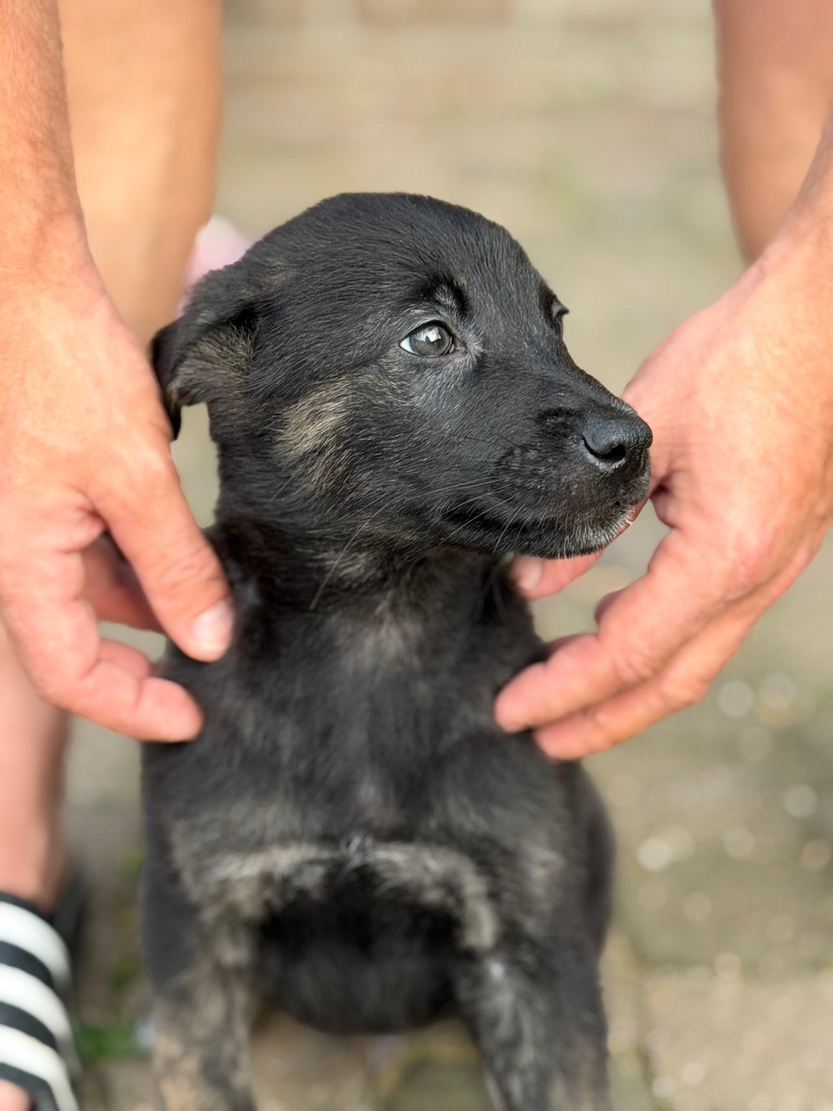 X herder puppy’s !!LET OP WERKLIJN!! Mogen weg per 18-06!, Dieren en Toebehoren, Parvo, 8 tot 15 weken, Meerdere, Meerdere dieren