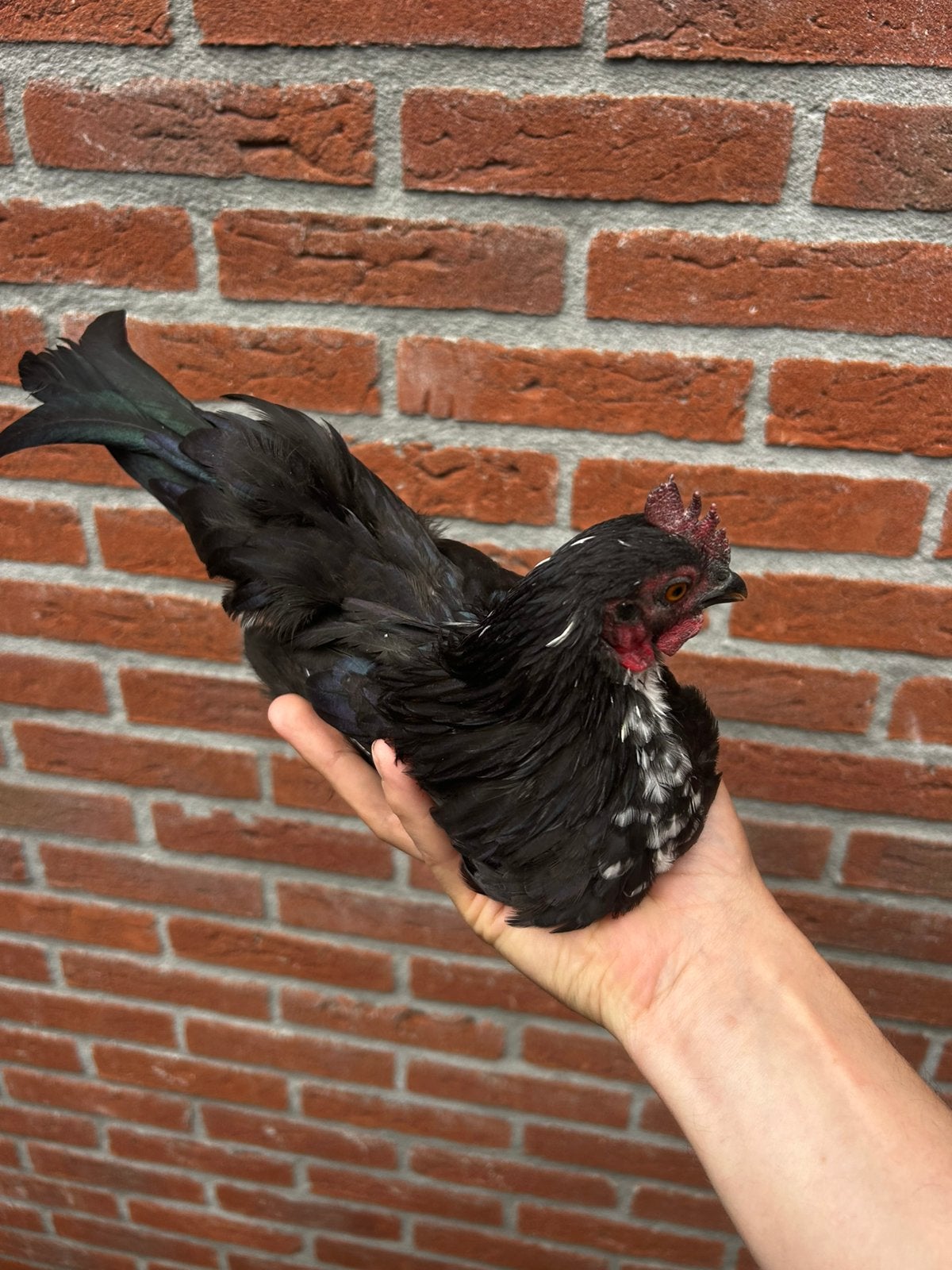 Serama Haan, Dieren en Toebehoren, Mannelijk, Kip