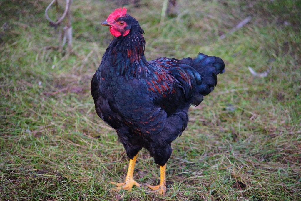 Hanen barnevelder groot, Dieren en Toebehoren, Mannelijk, Kip