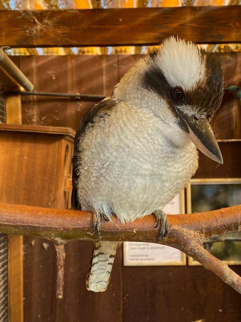 Kookaburra | IJsvogel | Deskundig advies, Dieren en Toebehoren, Pluimvee, Meerdere dieren, Overige soorten