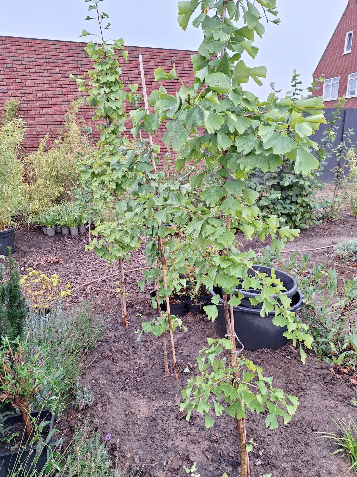 ginkgo biloba, Tuin en Terras, Planten | Bomen, Ophalen, Volle zon, Overige soorten