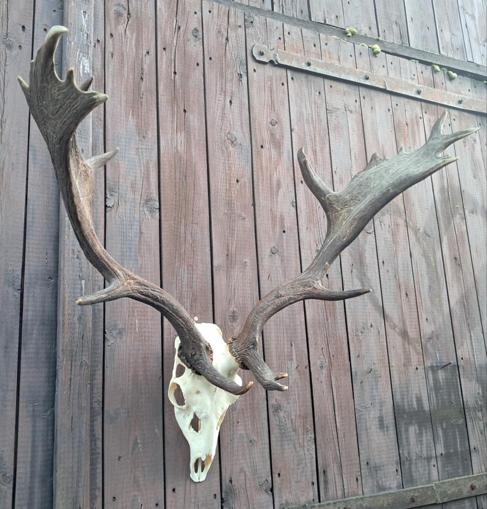 Groot damhert gewei – landelijke decoratie – mancave, Ophalen of Verzenden, Zo goed als nieuw, Hert, Gewei of Kop