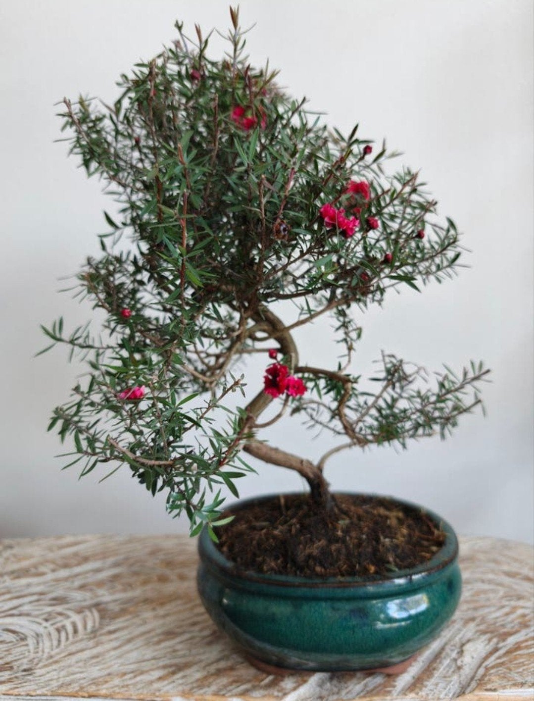 Leptospermum Scoparium bonsai, Tuin en Terras, Bloeit niet, Halfschaduw, Minder dan 100 cm, Overige soorten