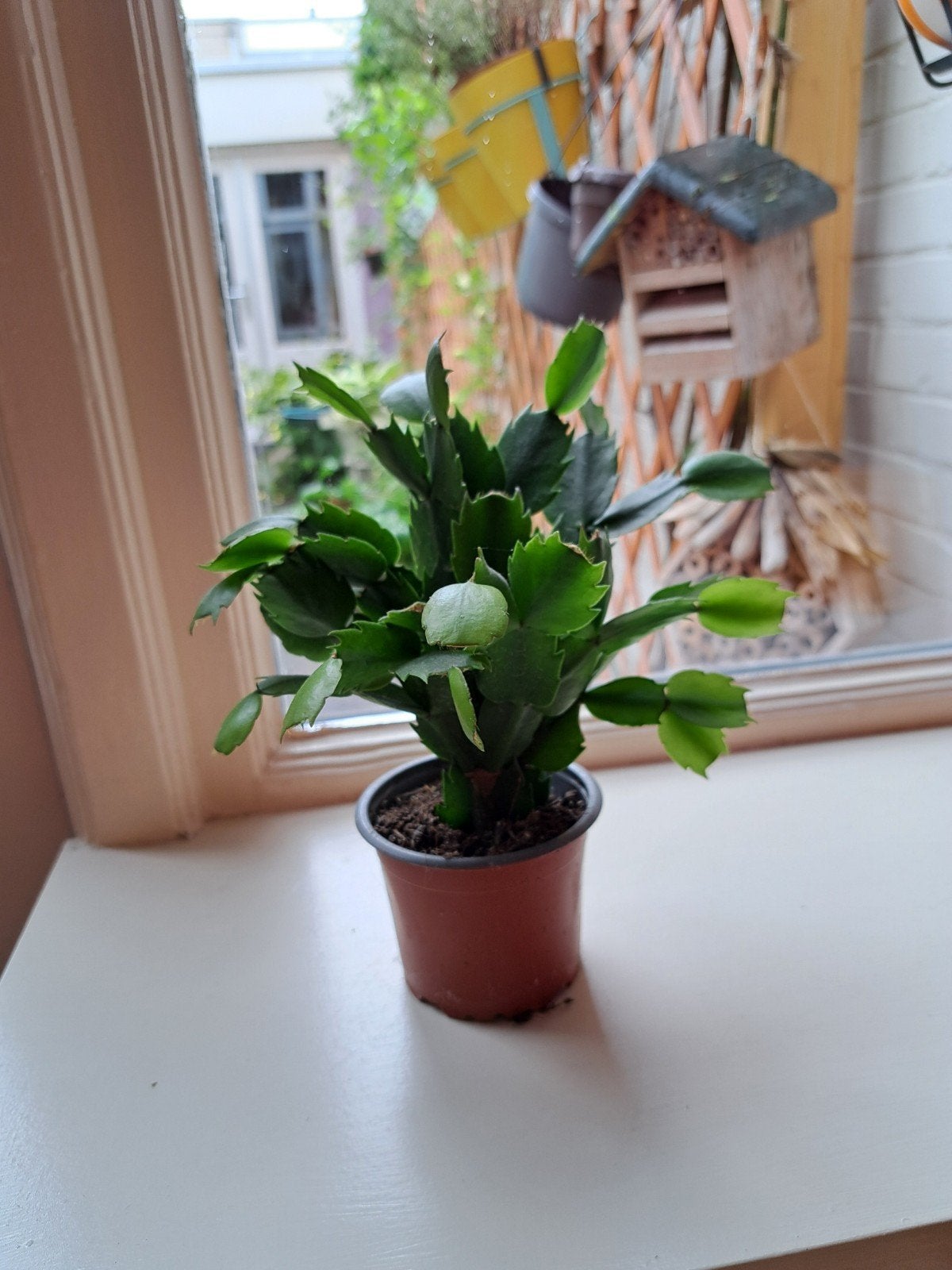 Lidcactus (Schlumbergera) - Bloeiende kamerplant, Vaste plant, Halfschaduw, Winter, Ophalen