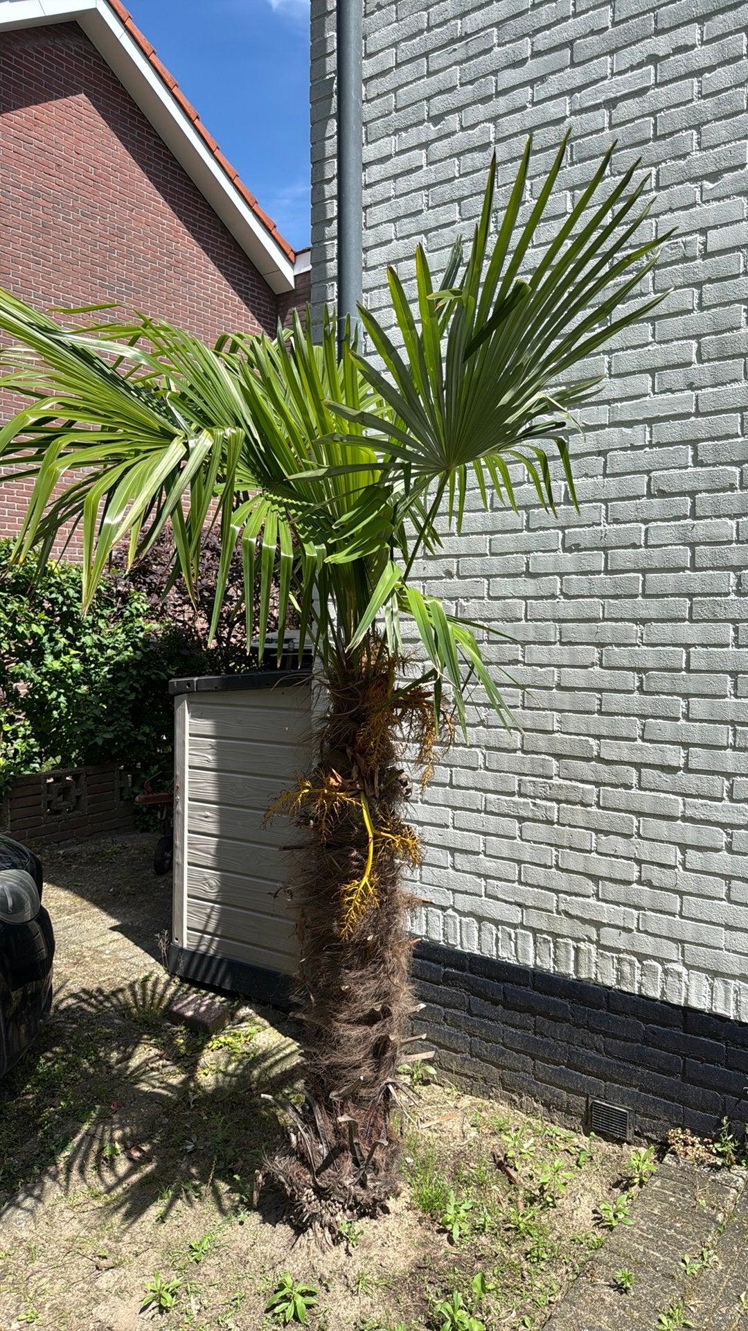 Palmboom, 100 tot 250 cm, Zomer, Palmboom, Ophalen