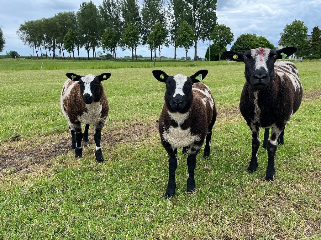 Luxe stamboek bonte ram lammeren te koop Zwoegervrij, Mannelijk, Schaap, 0 tot 2 jaar