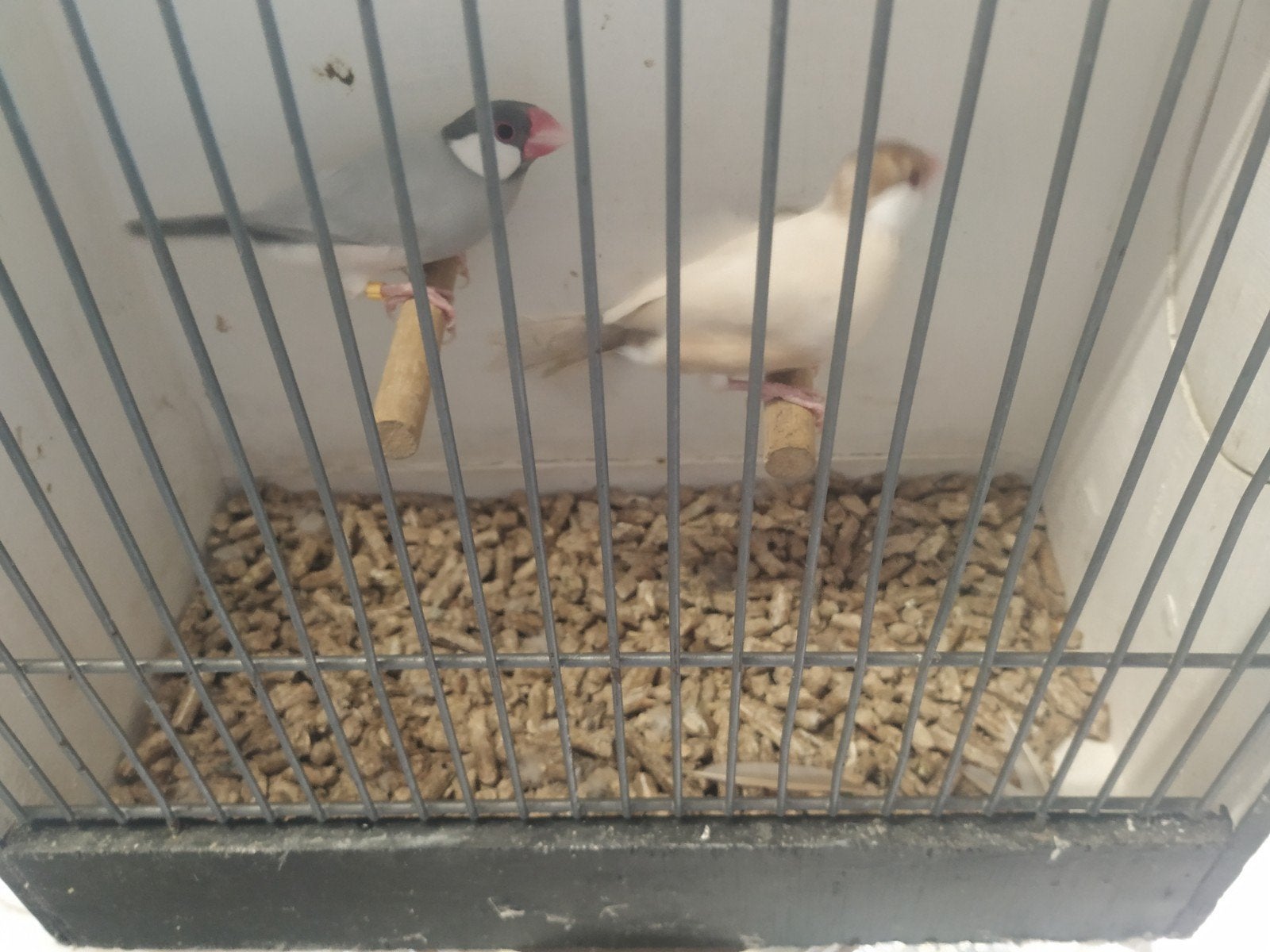 rijst vogels, Dieren en Toebehoren, Meerdere dieren