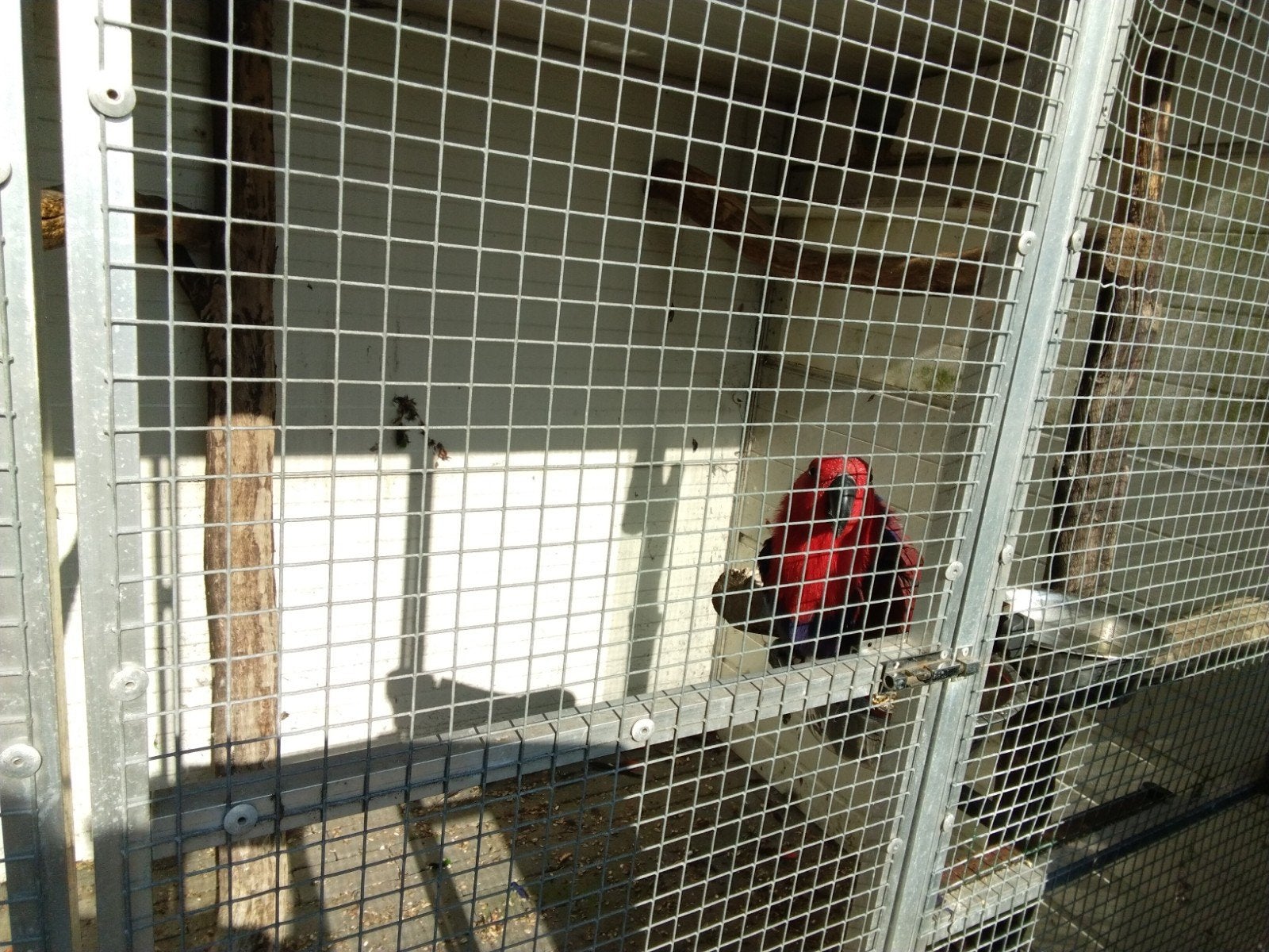 vogels, Dieren en Toebehoren, Ophalen, Vogelkooi