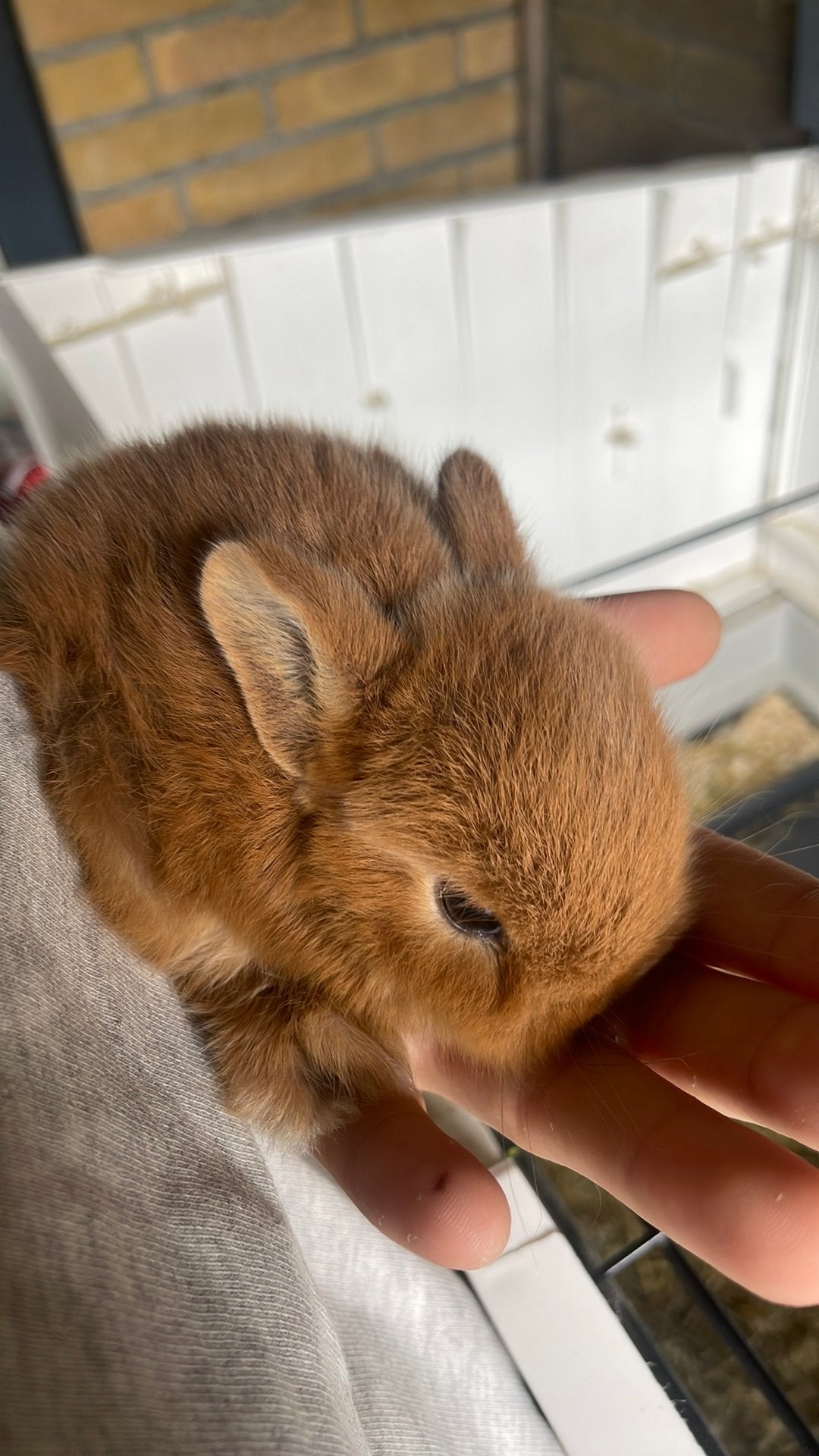 3 super knappe baby konijntjes, Dieren en Toebehoren, Konijnen, Meerdere dieren, Dwerg, Hangoor, 0 tot 2 jaar
