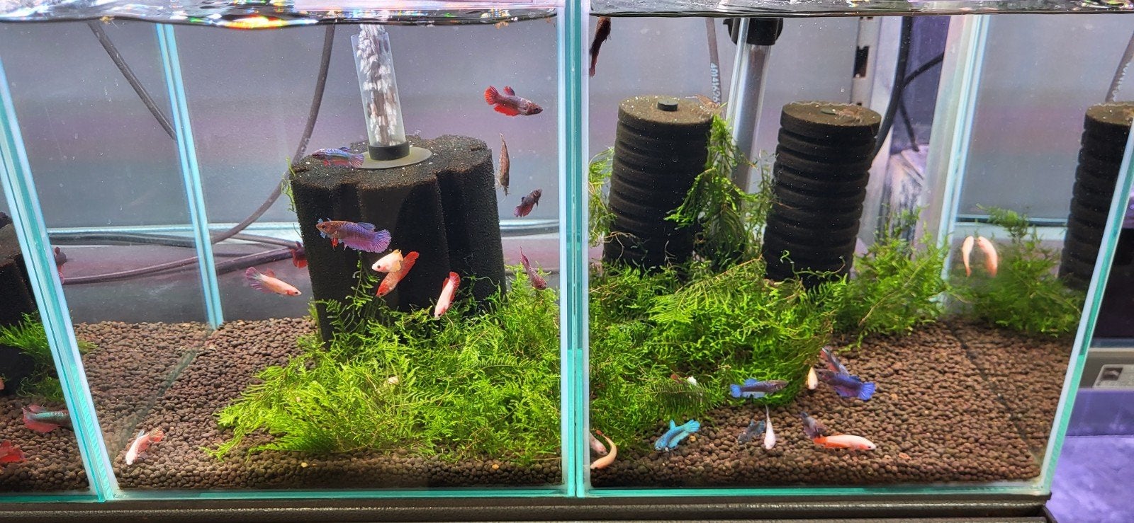 Betta vrouwen - Betta splendens, Vis, Zoetwatervis