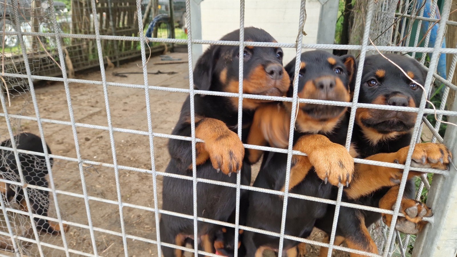 Rottweiler pups, Dieren en Toebehoren, Honden | Niet-rashonden, 8 tot 15 weken, Meerdere, Meerdere dieren, Nederland
