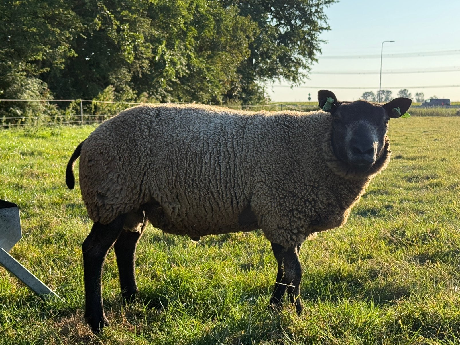 Blauwe Texelaar ramlam, Dieren en Toebehoren, Schapen, Geiten en Varkens, Mannelijk, Schaap, 0 tot 2 jaar
