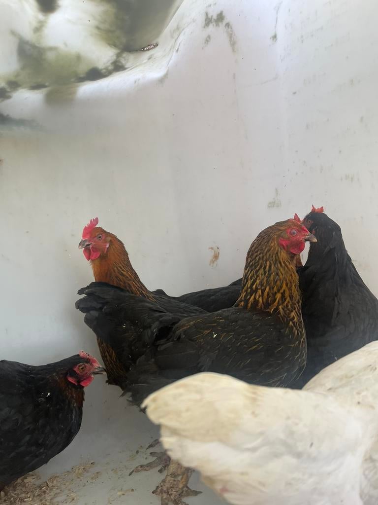 Prachtige mooie verschillende kippen, Dieren en Toebehoren, Pluimvee