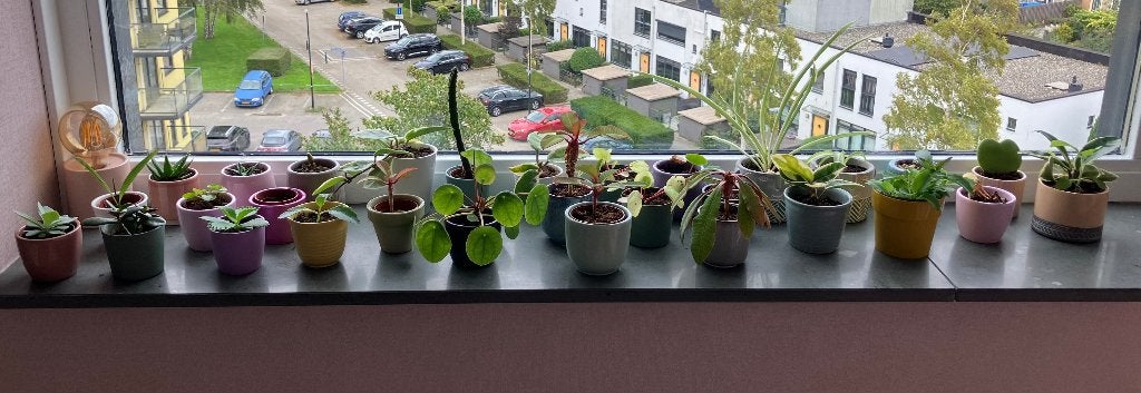Miniplantjes incl. sierpotje, Huis en Inrichting, Ophalen, Overige soorten, Halfschaduw, In pot