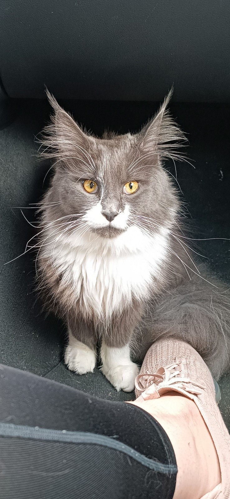 Maine coon, Dieren en Toebehoren, Poes