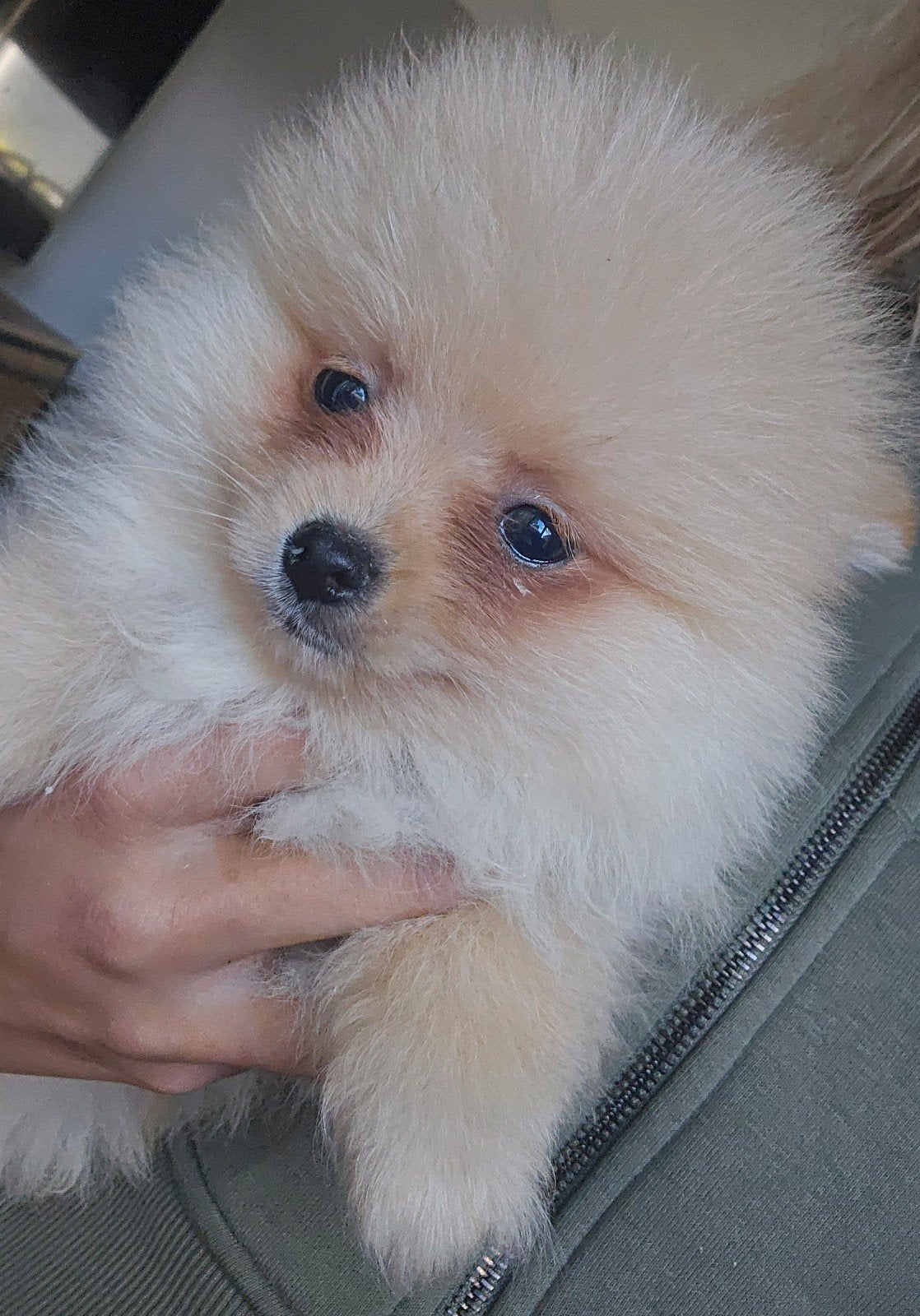 Lieve pomeriaan pups, Dieren en Toebehoren, Honden | Poolhonden, Keeshonden en Oertypen, 8 tot 15 weken, Poolhond, Meerdere, Meerdere dieren