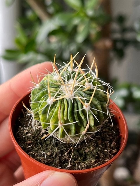 Stenocactus multicostatus variegata (cactus), Ophalen of Verzenden, Minder dan 100 cm, In pot, Cactus