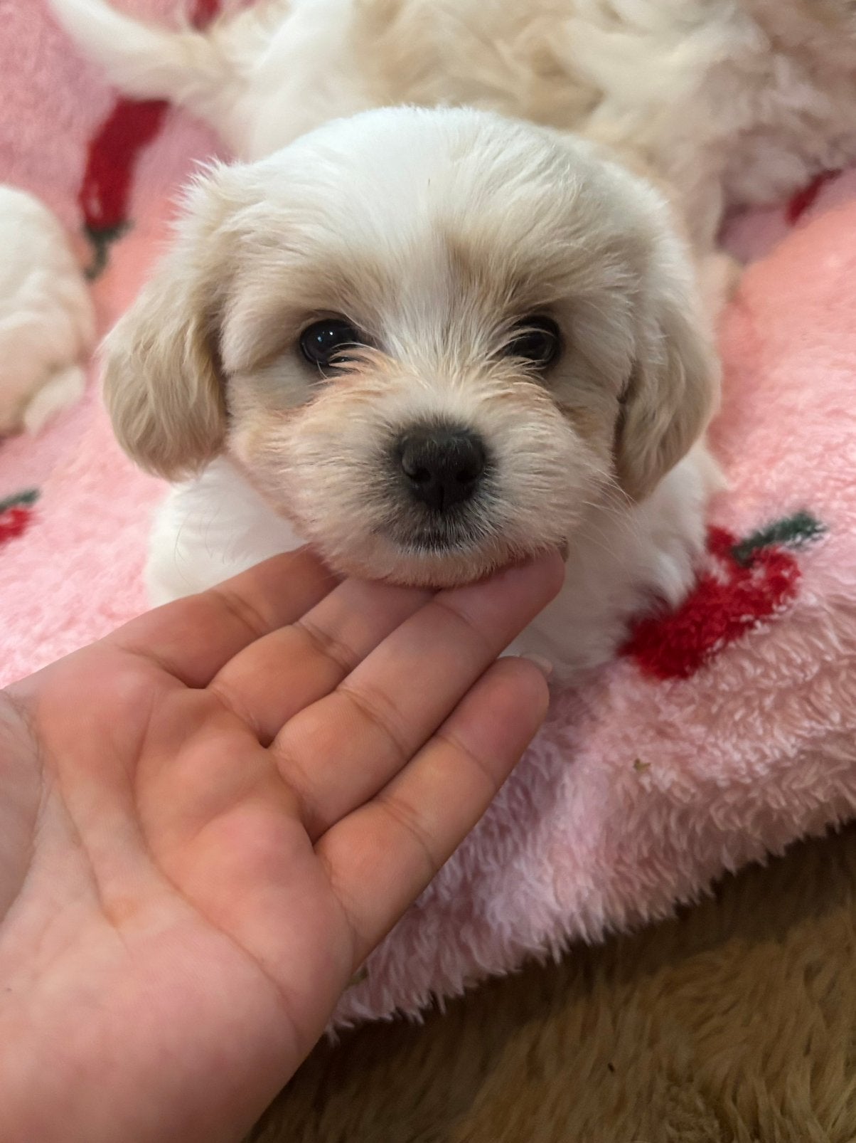 Lief Maltezer teefje zoekt een warm thuis ️, Dieren en Toebehoren, Maltezer, 8 tot 15 weken, Teef, Eén hond