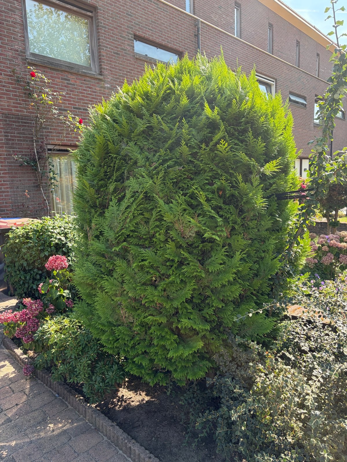 Gratis grote, gezonde conifeer voor uw tuin, Volle zon, Vaste plant, Bloeit niet, Ophalen