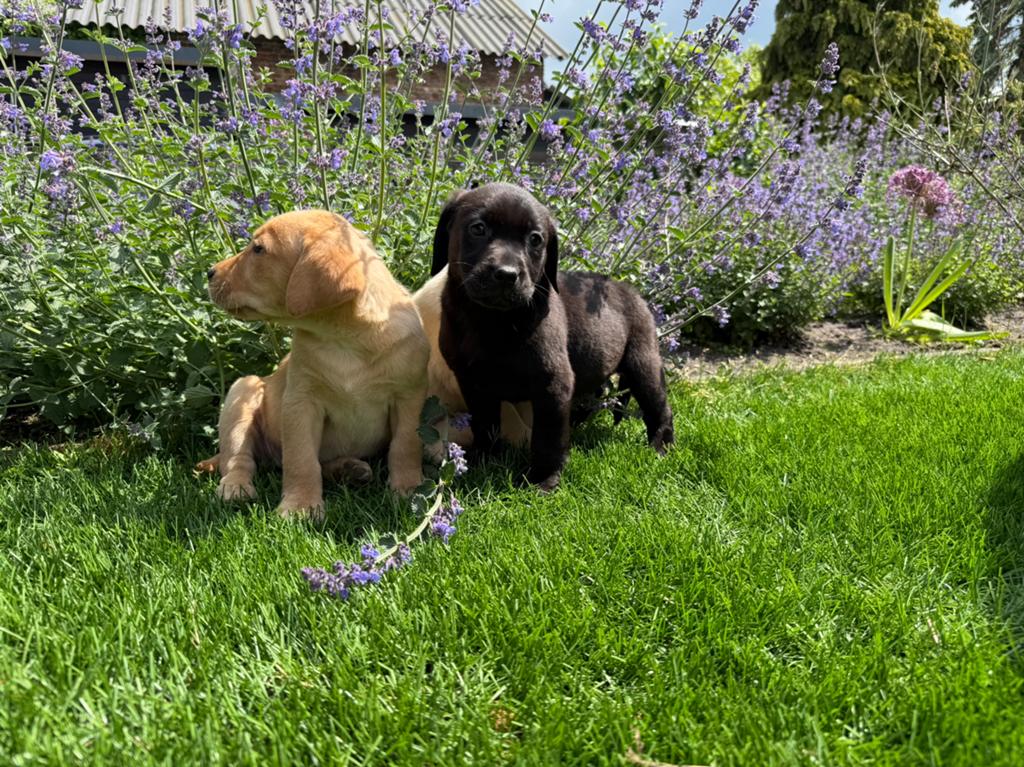 Labrador Retriever, Dieren en Toebehoren, Nederland, Parvo, 8 tot 15 weken, Labrador retriever
