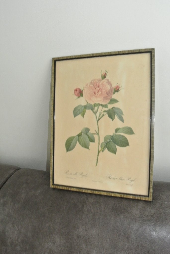 Redouté botanische roos Vintage prent 40x30cm, Ophalen of Verzenden, Voor 1940, Gebruikt, Overige onderwerpen