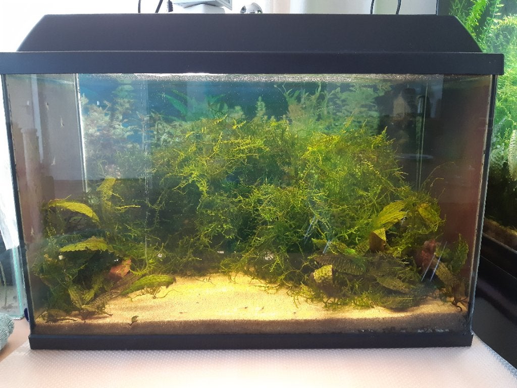 Overcompleet 60 cm aquarium, Dieren en Toebehoren, Ophalen, Inclusief deksel, Gebruikt, Gevuld zoetwateraquarium