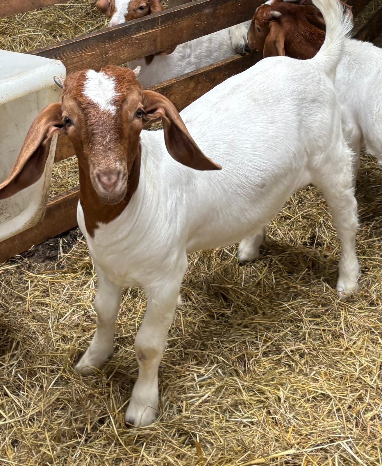 Boergeit bok boerbok dekbok CL CAE vrij fokram, Dieren en Toebehoren, Schapen, Geiten en Varkens, Mannelijk, Geit, 0 tot 2 jaar