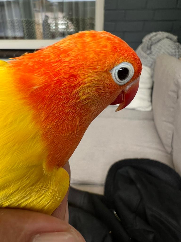 Dwergpapagaai agapornis, Geslacht onbekend, Dwergpapegaai of Agapornis