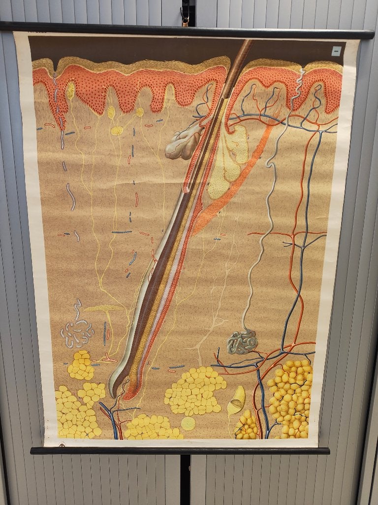Vintage anatomische schoolplaat De huid nr.2093, Antiek en Kunst, Antiek | Schoolplaten, Ophalen, Natuur en Biologie