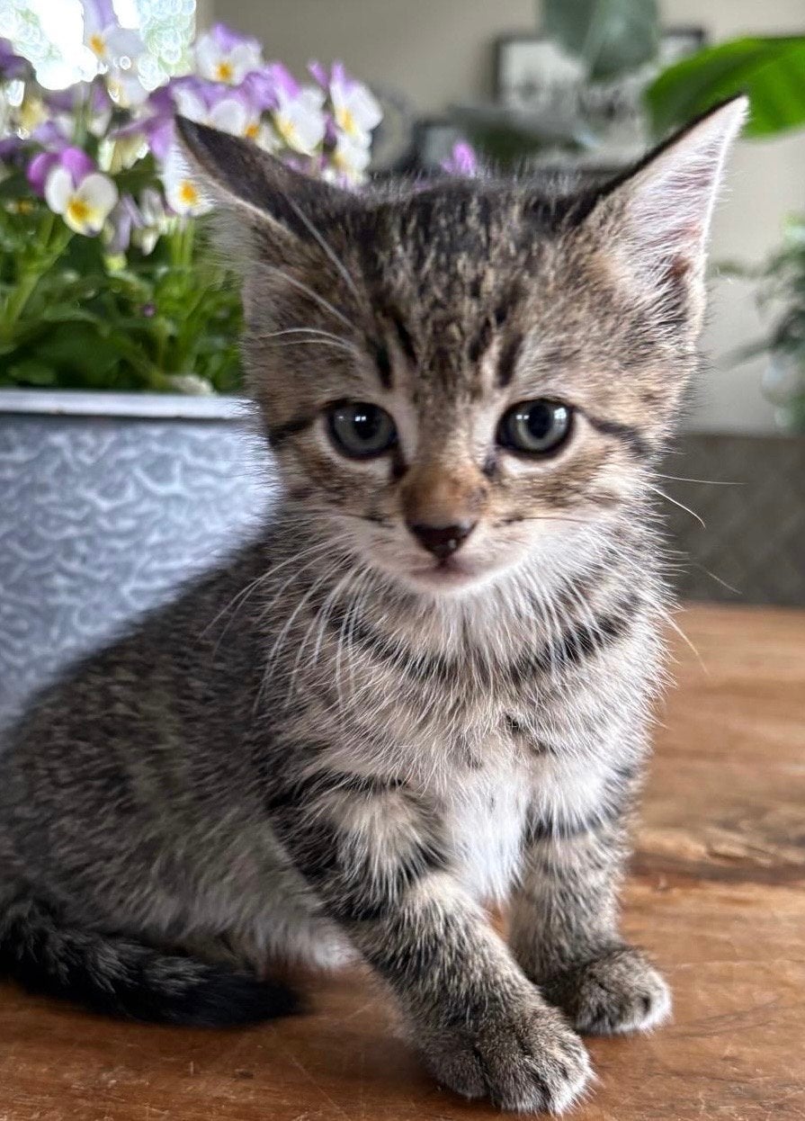 Lieve speelse kittens., Meerdere dieren, 0 tot 2 jaar