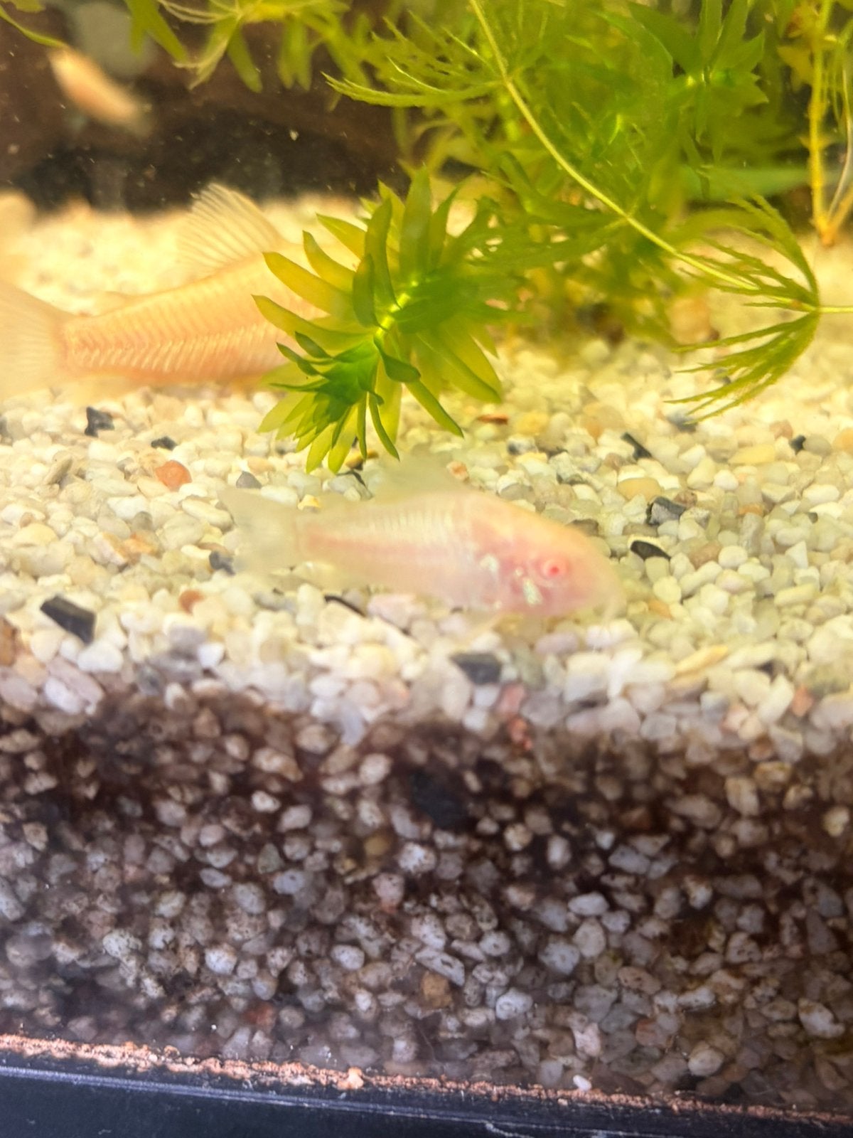 Corydora Albino, Dieren en Toebehoren, Vis