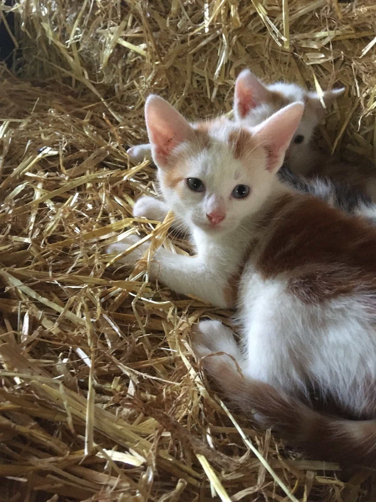 Kittens te koop!, Dieren en Toebehoren, Katten en Kittens | Overige Katten, Meerdere dieren