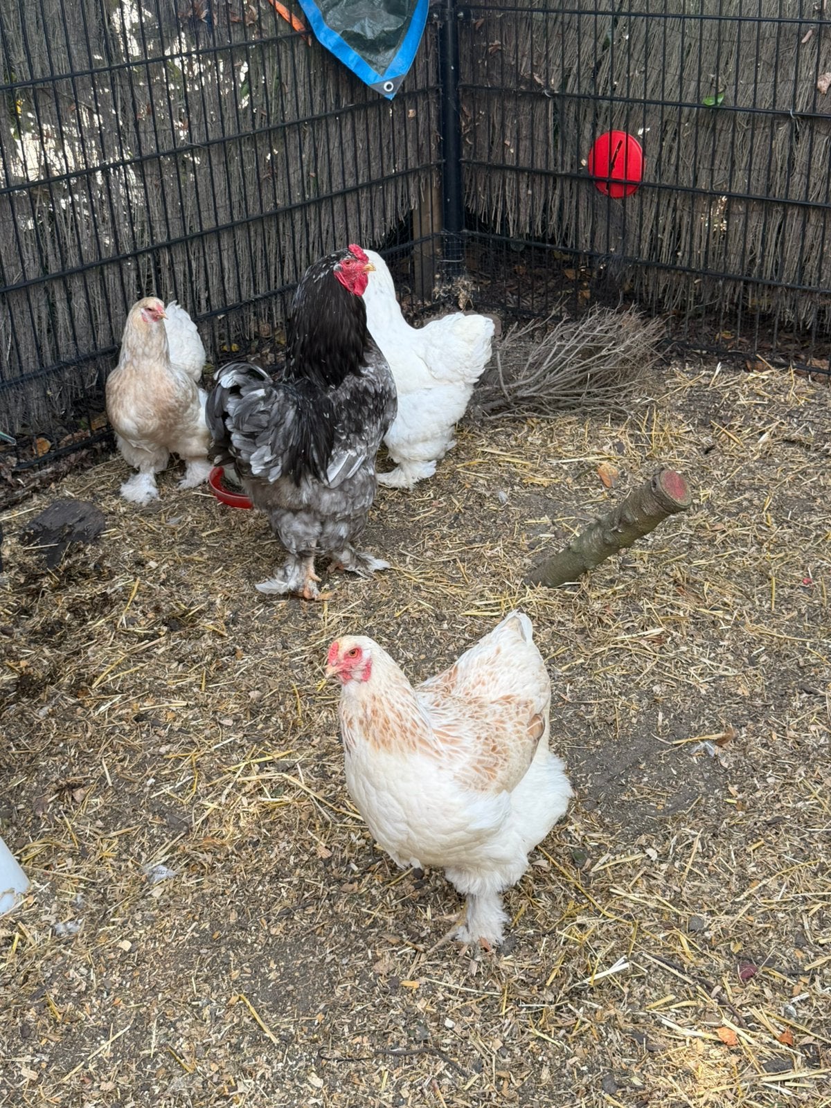 Broedeieren brahma!, Dieren en Toebehoren, Pluimvee, Geslacht onbekend, Kip