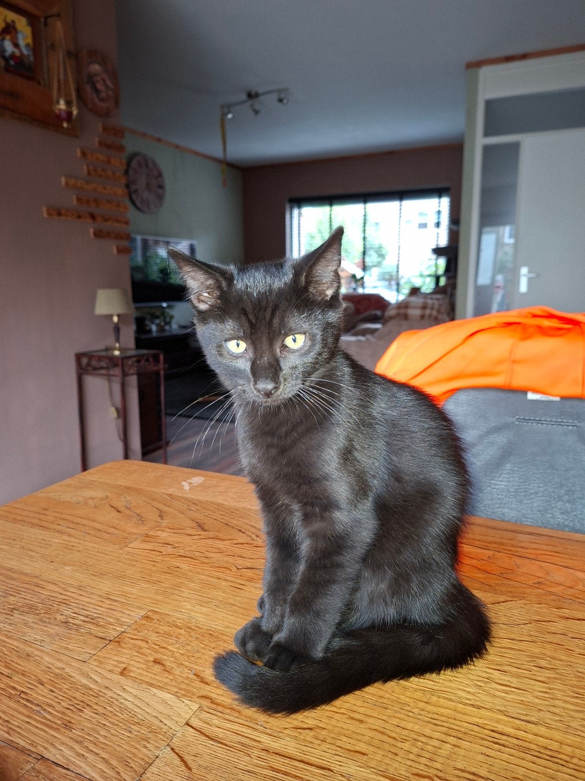 Lieve ,aanhankelijke kitten. Vrouwtje. Is in huis opgegroeid, Poes, Ontwormd, 0 tot 2 jaar