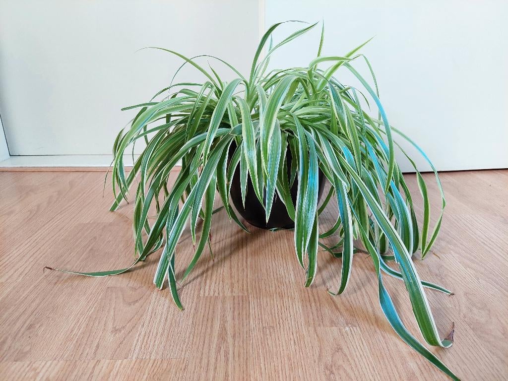 Chlorophytum Comosum - Graslelie / Spiderplant H: 55 cm., Ophalen, Overige soorten, Halfschaduw, Minder dan 100 cm