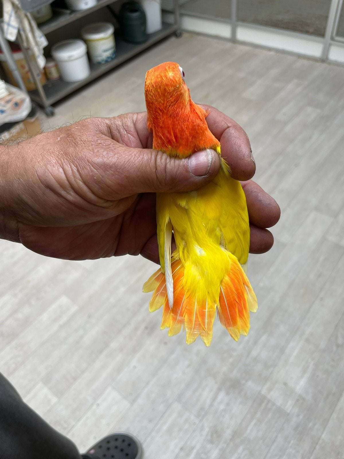 4 jongen fischeri opaline, Dieren en Toebehoren, Vogels | Parkieten en Papegaaien, Meerdere dieren, Dwergpapegaai of Agapornis