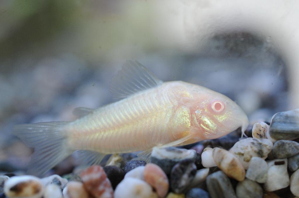 Albino corydoras, Dieren en Toebehoren, Vissen | Aquariumvissen, Zoetwatervis, Vis, Schoolvis