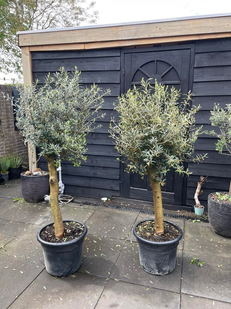 Olijfboom met dikke stam, Tuin en Terras, Planten | Bomen, 100 tot 250 cm, Olijfboom, Zomer, Ophalen