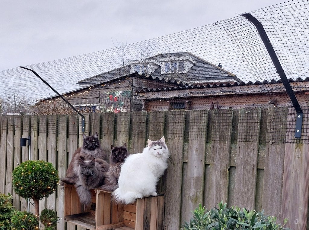 Kattenbeugels – uw kat veilig in de tuin zonder schrikdraad, Ophalen of Verzenden, Nieuw