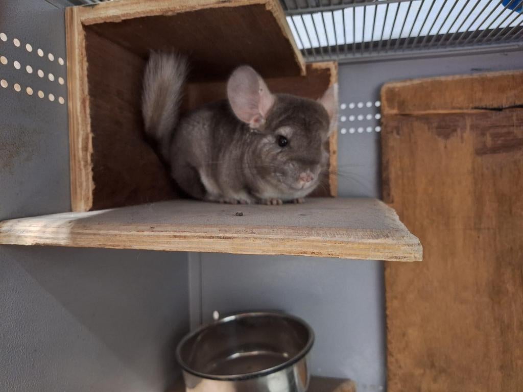 2 lieve Chinchilla dames., Oktober, Vrouwelijk, Chinchilla