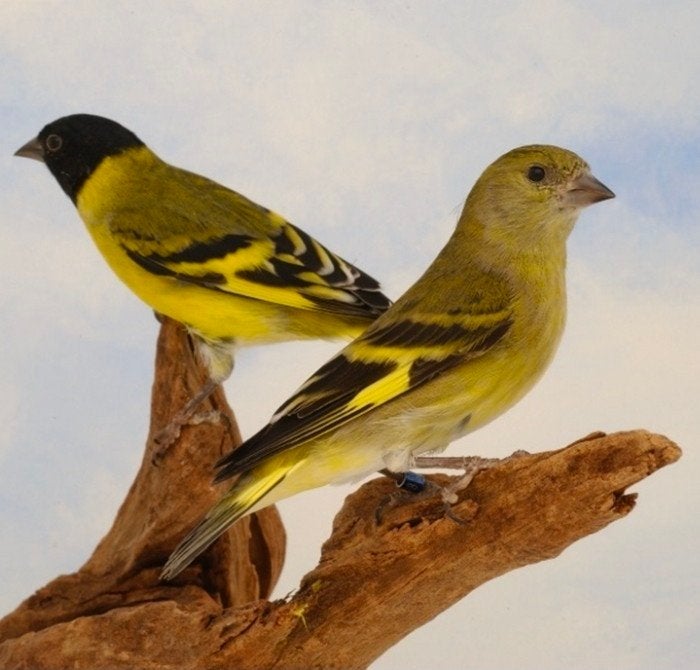 Hoge kwaliteit koppels magellaansijzen (split op topaas), Meerdere dieren, Wildzangvogel, Geringd