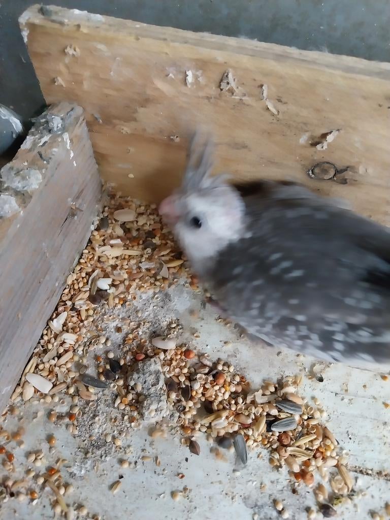 Te koop een jongen valkparkiet, Dieren en Toebehoren, Vogels | Parkieten en Papegaaien, Parkiet, Tam