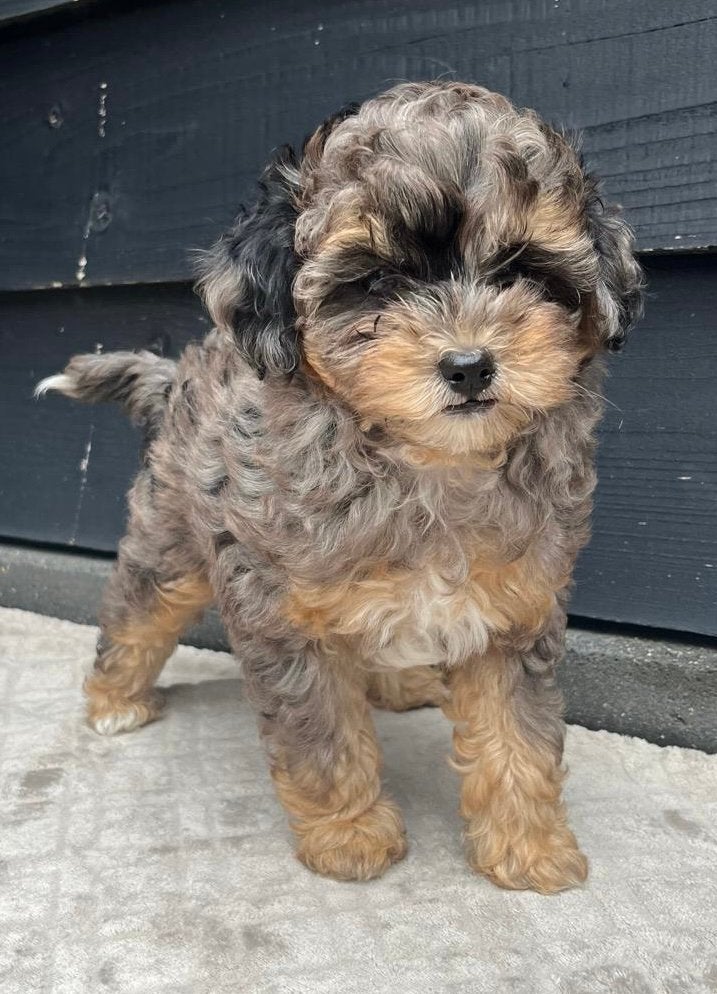 Maltipoo, Dieren en Toebehoren, Honden | Niet-rashonden, Parvo, 8 tot 15 weken, Meerdere, Meerdere dieren