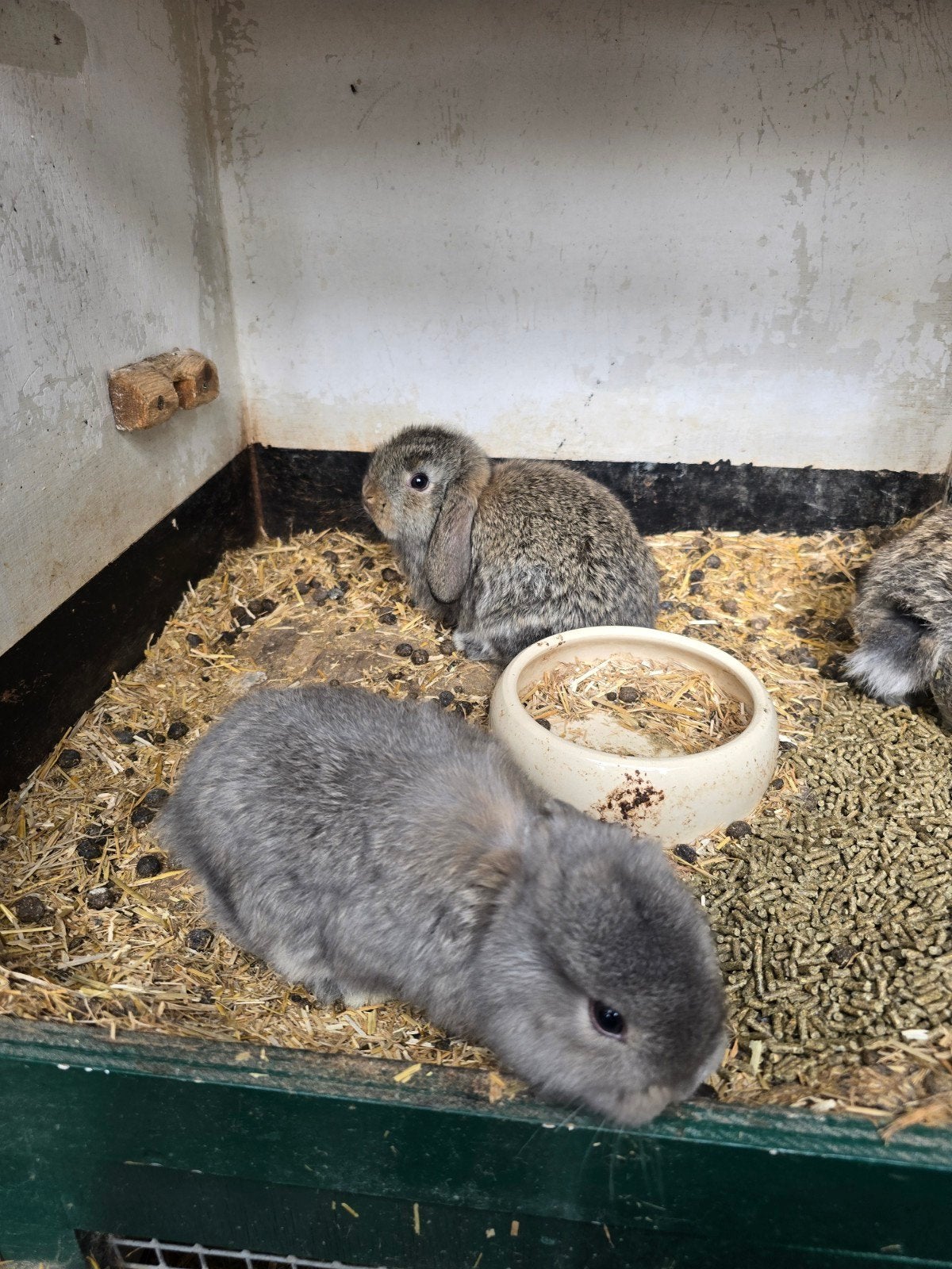 Duitse hangoor konijn, Dieren en Toebehoren, Geslacht onbekend, Hangoor