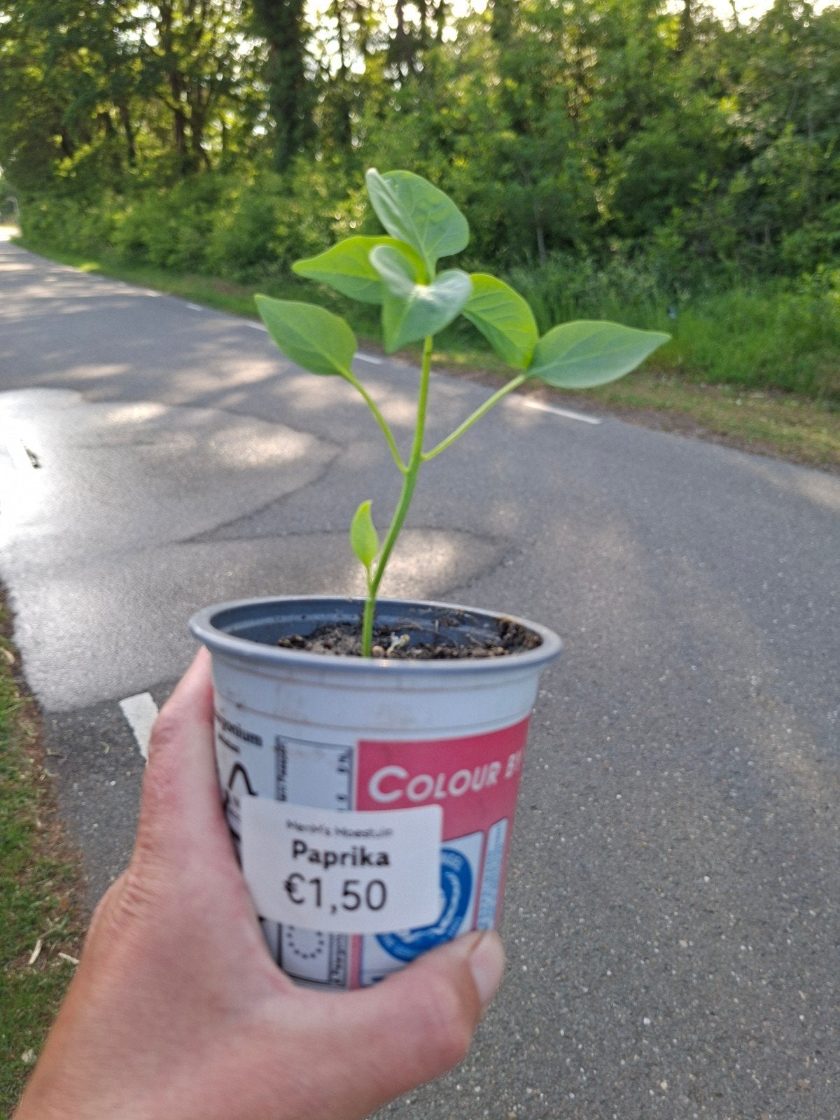 Paprika plantjes te koop - Vreeweg 43 't Loo Oldebroek, Ophalen